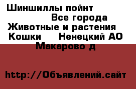 Шиншиллы пойнт ns1133,ny1133. - Все города Животные и растения » Кошки   . Ненецкий АО,Макарово д.